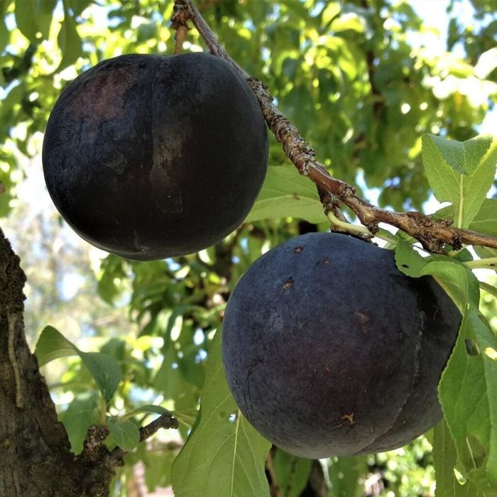 Prun (Soiul Black Sun ) la ghiveci