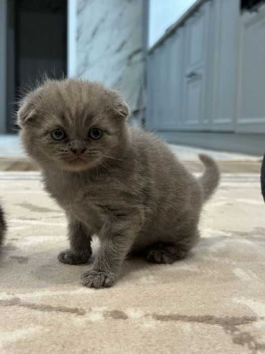 Шотландские котята кошки