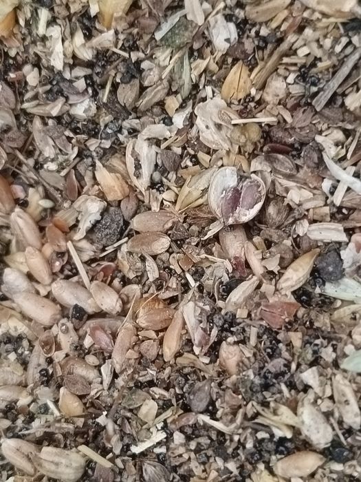 Продам отходы Льна