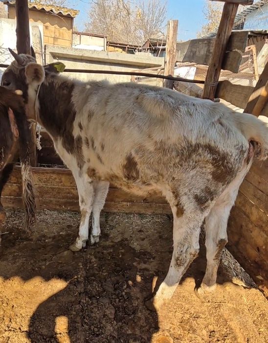 Семіз тайынша сатылады