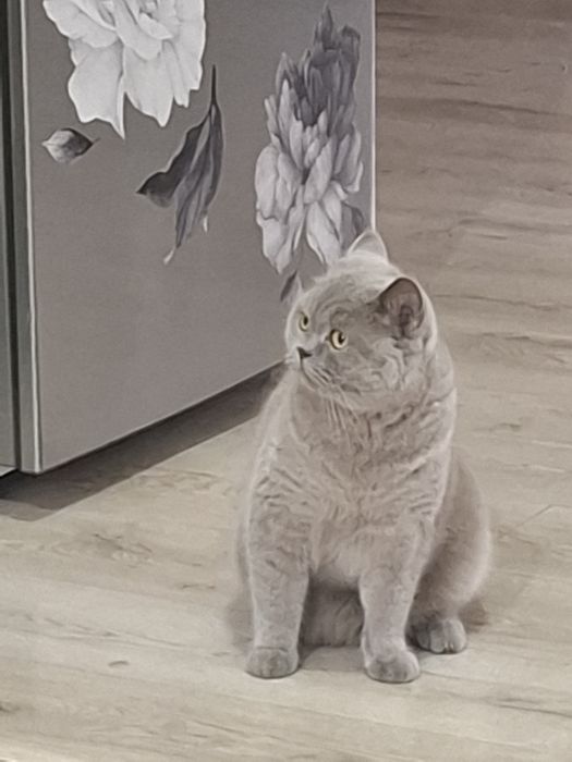 Кошка британка  короткошерстная