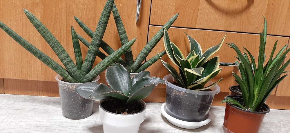 Сансевиерии разных сортов