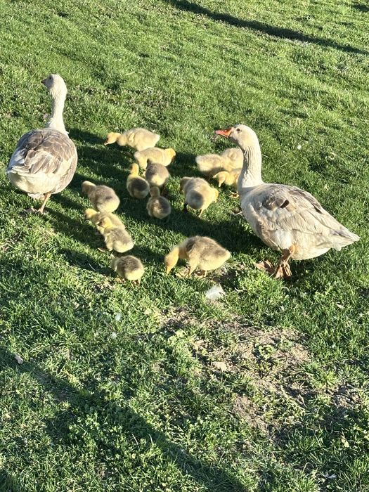 Se vinde 16 boboci de gasca 80 de lei bucata