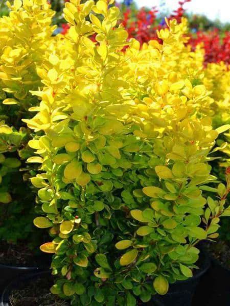 Qizil va Sariq barbaris ko'chatlari va urug'ilari sotiladi