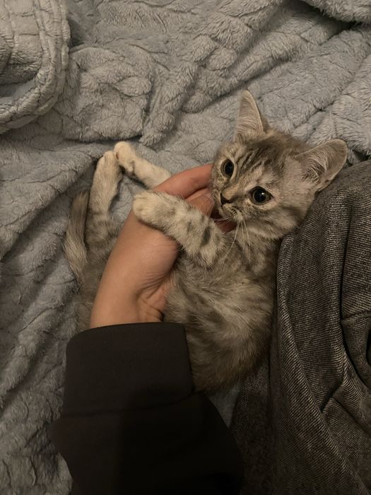 Котенок скоттиш страйт