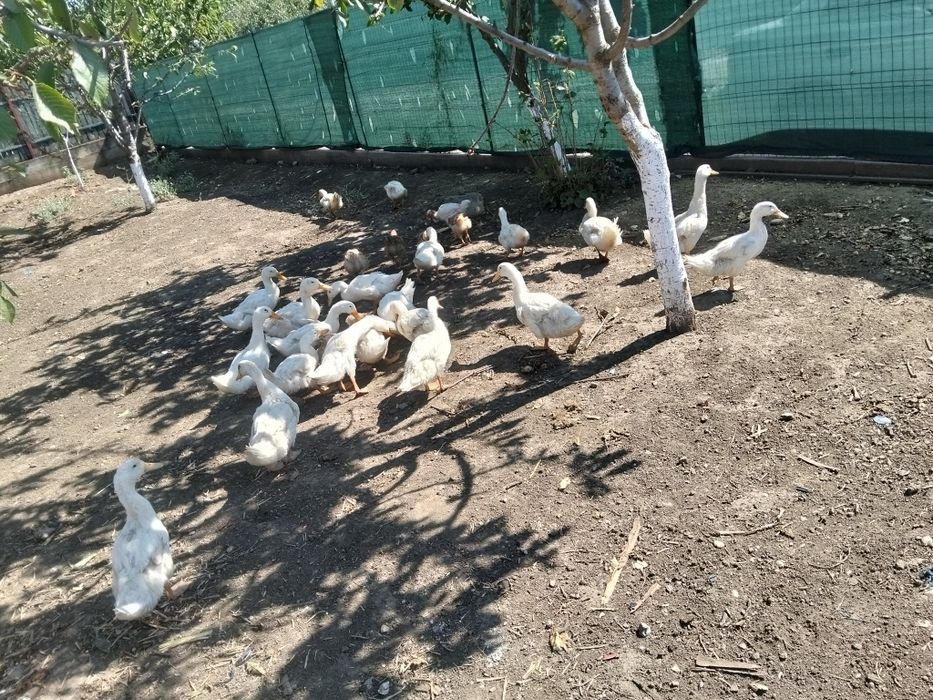 Rațe bune de carne și de ouă 50 RON bucata preț foarte bun