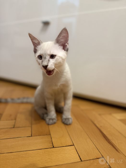 Котенок в хорошие руки бесплатно