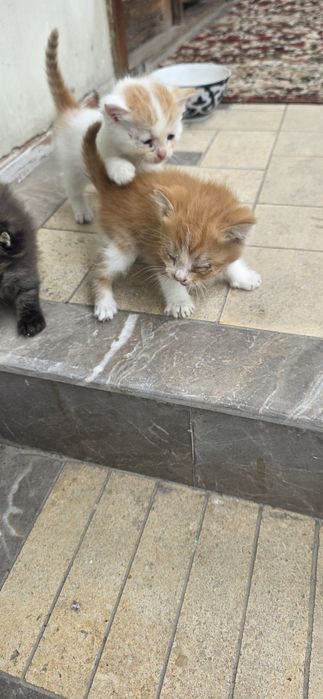 Мушиг боллари кимга кере булса бееорга