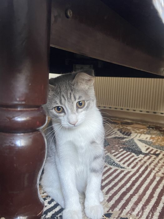 котенок веслоухий метис