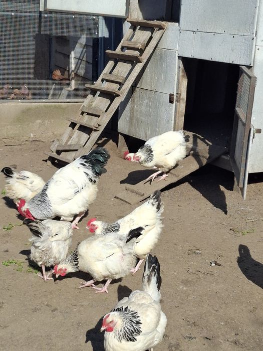 Oua si pui de susex si italieni