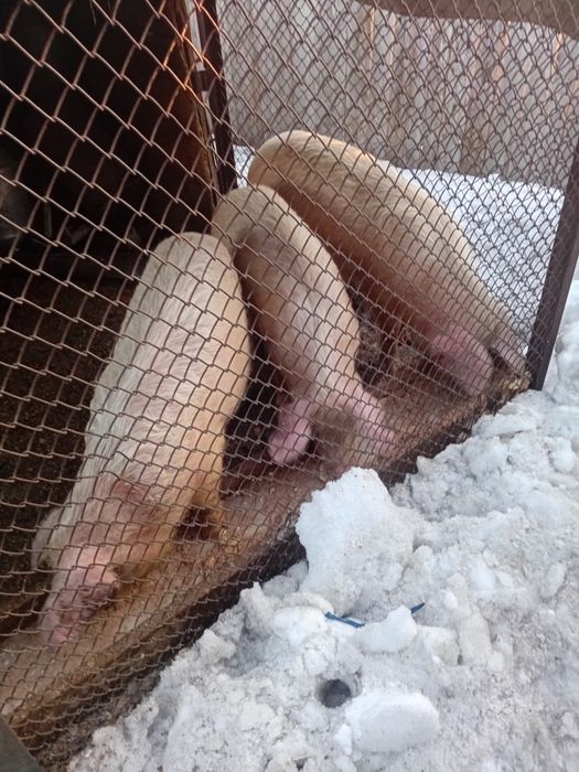 Продаётся поросят