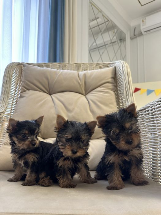 Йоркширский терьер