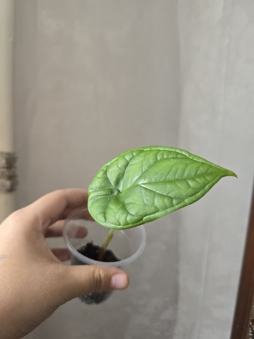 Детки алоказий Полли и Драгон скейл