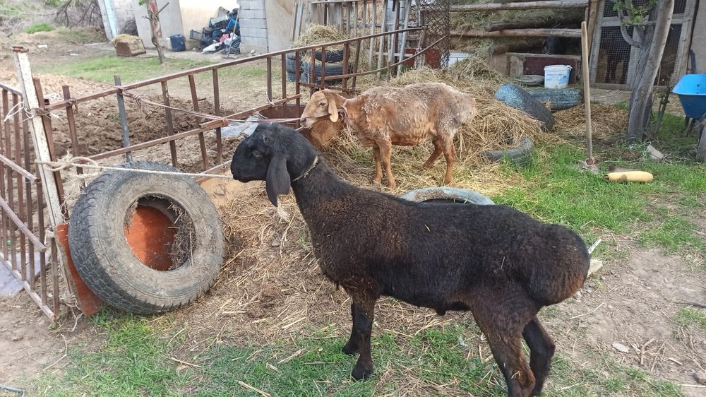 Семіз қой мен қошқар сатылады