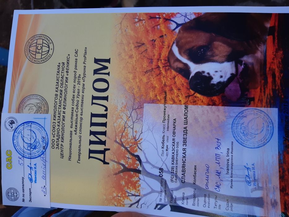 Вязка ,,Кавказец,,