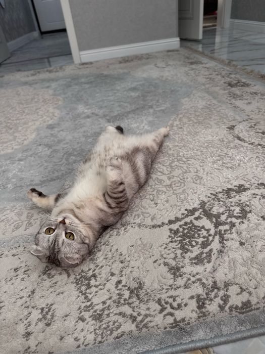 Кошка Скоттиш страйт