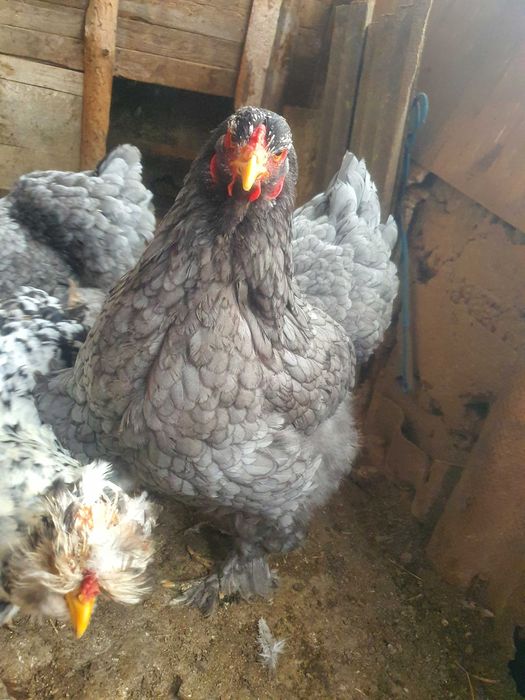 2 fete cauta alta casa