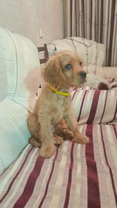 Щенок Порода Лабрадор