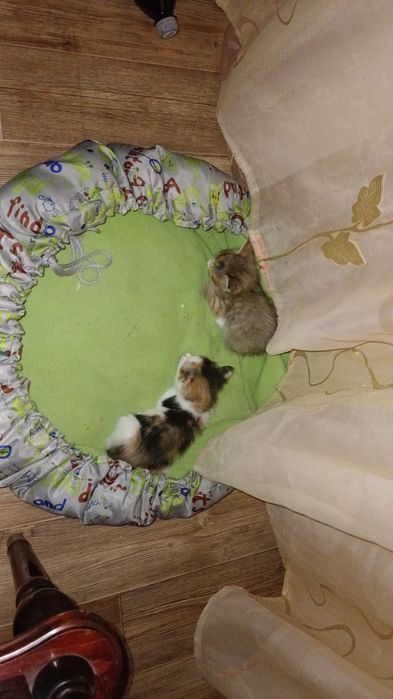 Отдам прекрасных, прелестные котят