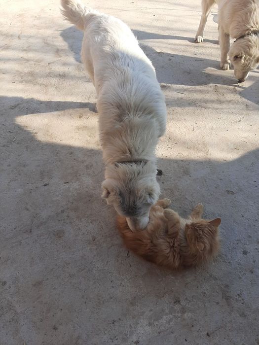 Алабай Сотилади.