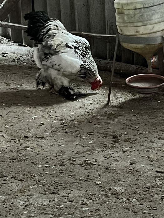 Vand sau schimb cocosi