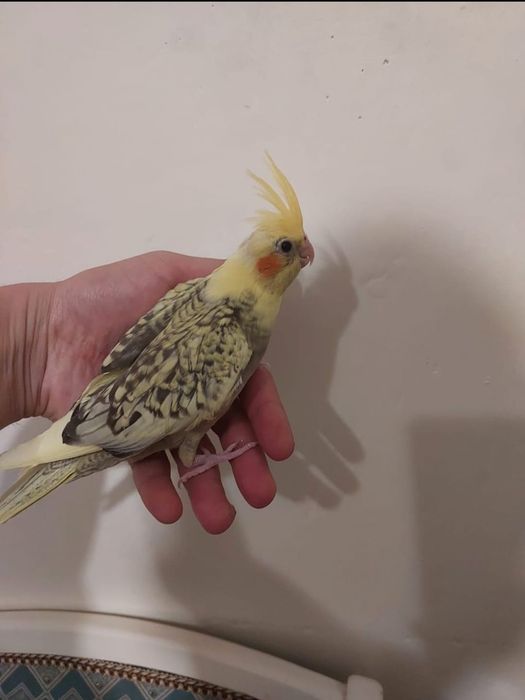 ручной корелла..