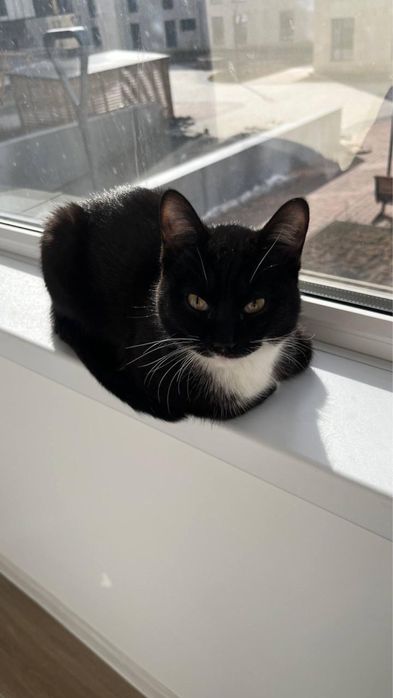 черный и белый кошка