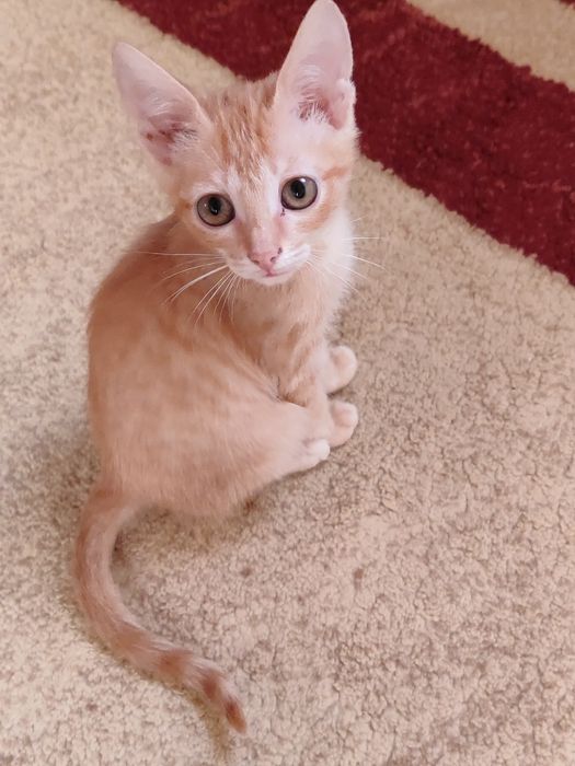 Котёнок мальчик ищут дом