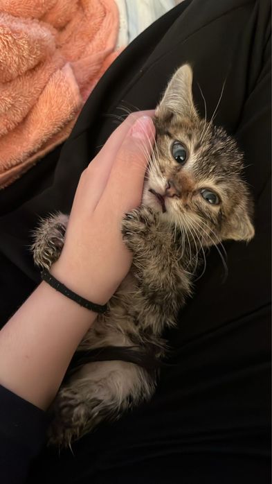 сладкий котенок