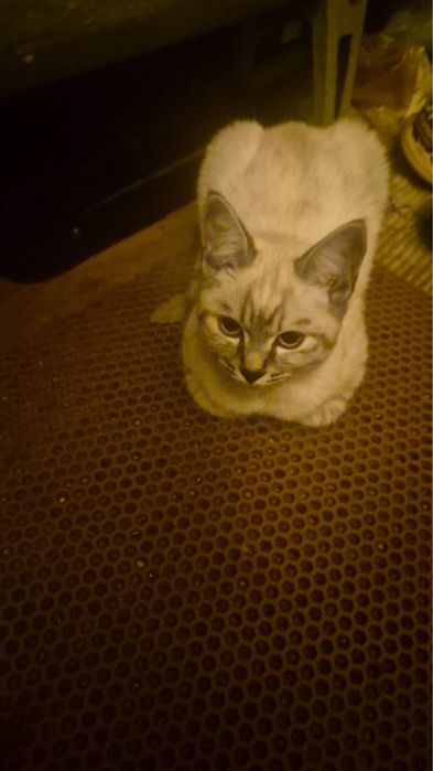 Котенок в добрые руки