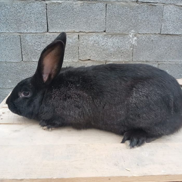 кролики шиншила рабочий