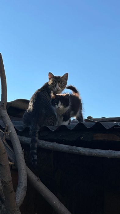 Котенок ищет дом