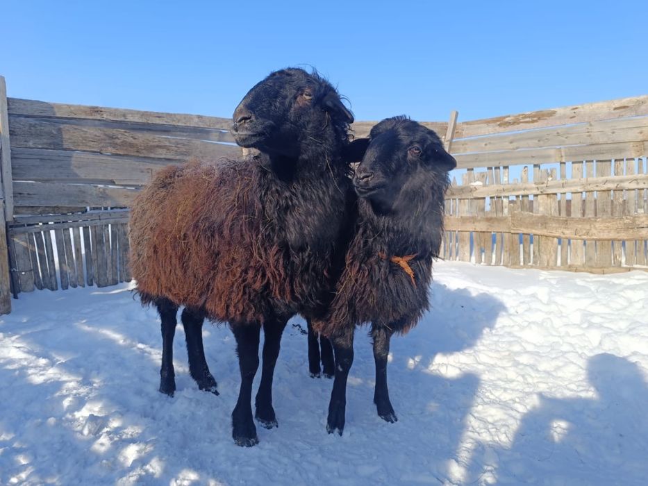 Қазақ қой продам