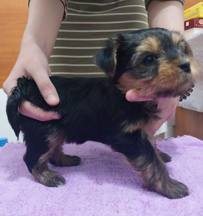 Щенки йоркширский терьер