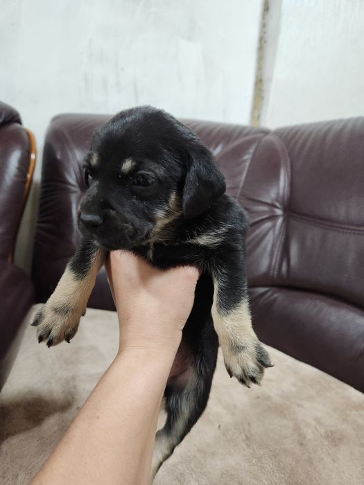 Отдам щенков в добрые руки. Девочки