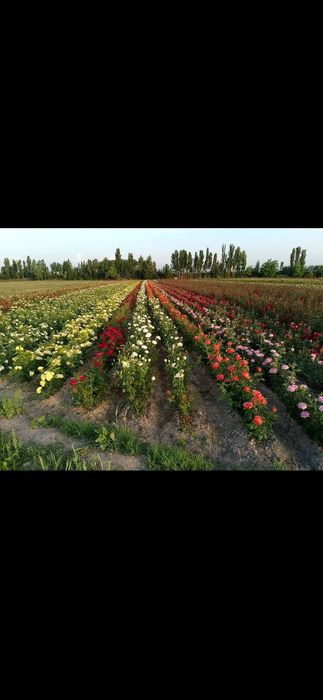 Istalgan turdagi gul ko'chatlari bor 300 xil