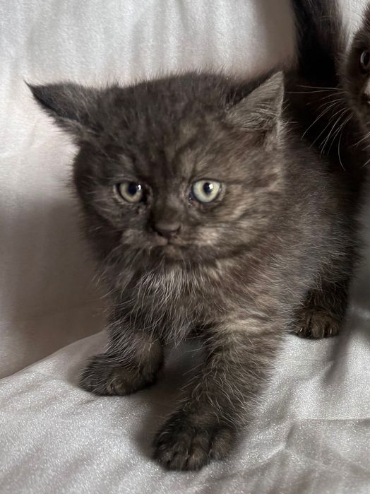 Красивый котенок