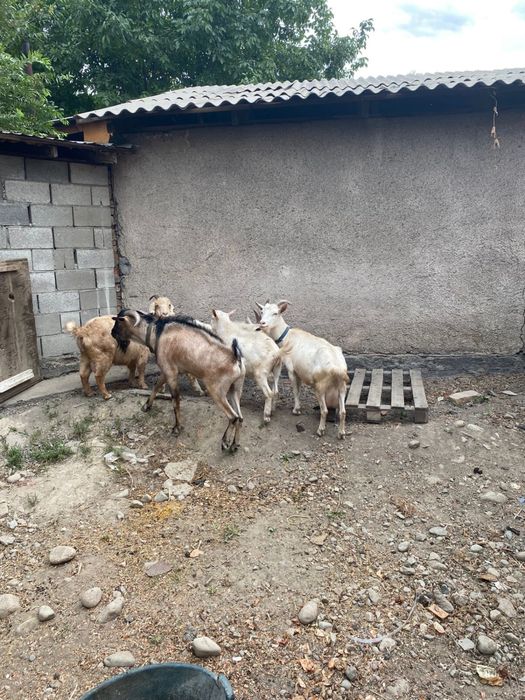 Ешкі, лақтар. Коза, козлята