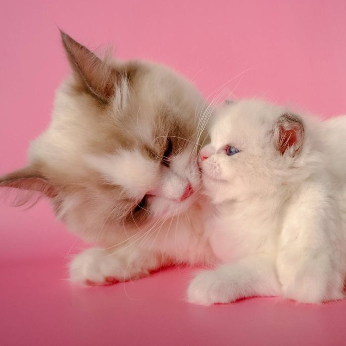 Чистокровные регдоллы !! Regdoll