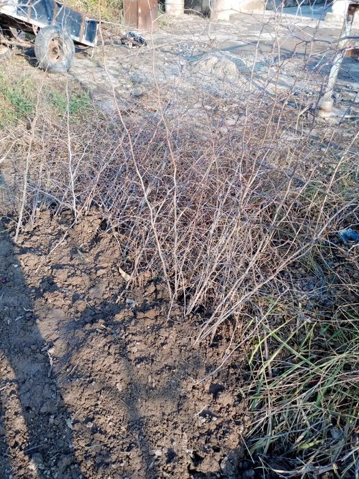 Chilonjiyda koʻchati