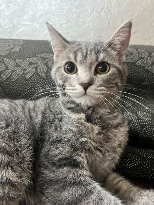 кот, короткошорстный британский