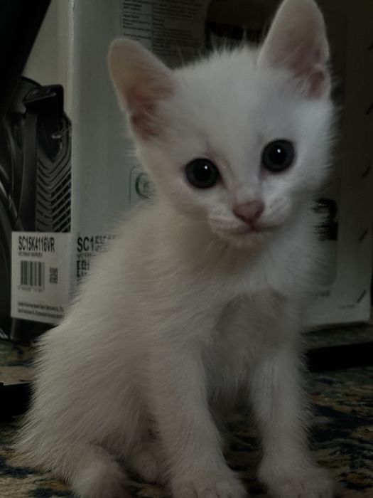 Отдам котят в добрые руки