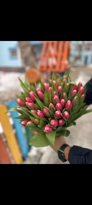 Тюльпаны красивые