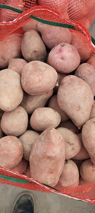 Продам картошку розовую