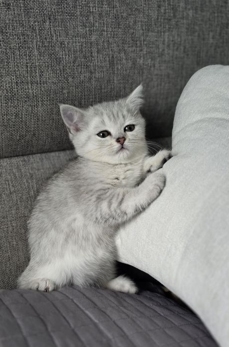 Скоттиш страйт шиншилла девочка