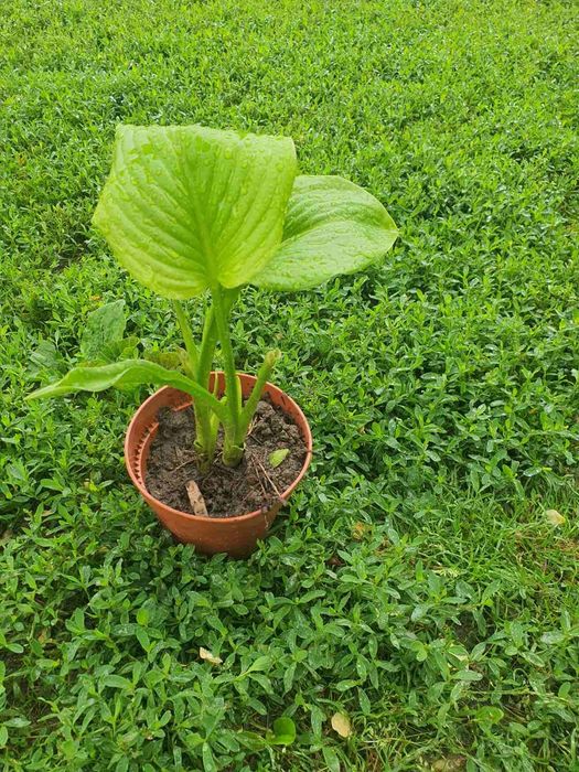 Расад Хоста зелена