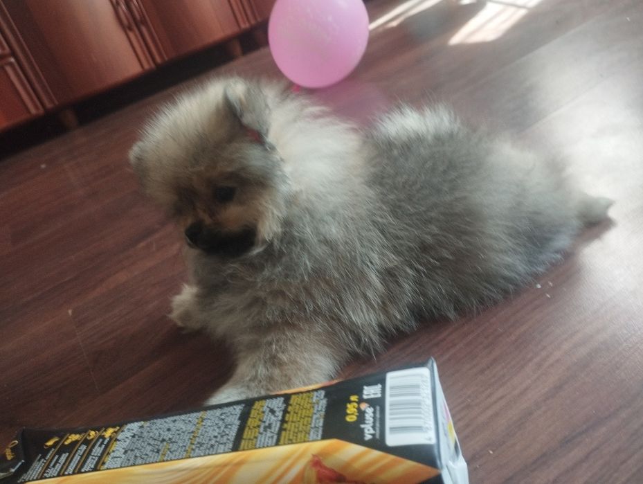 Продается щенок шпиц