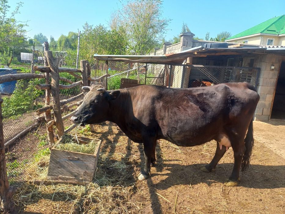 Карова Пламенная продаётся