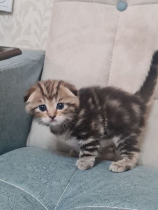 Продаются вислоухие котята