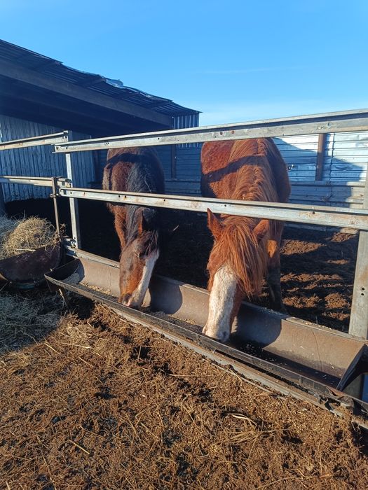 Продам жеребчиков апрельских 2 леток